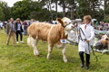 Malton Show 2024